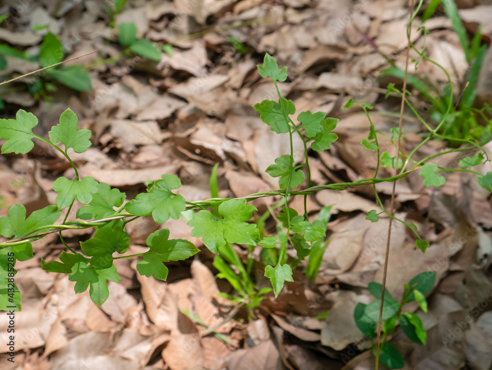 This is the cassava field that began to be planted. This is the cassava field that began to be planted.
