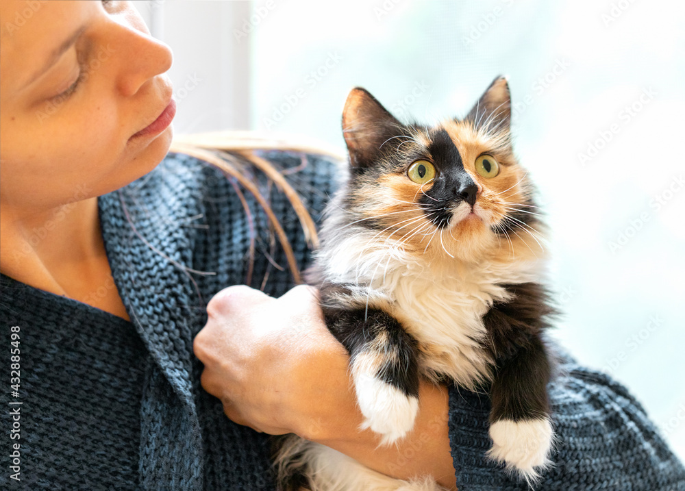 Young woman holding charming long-haired three-color orange-black-and-white cat in her hands. Focus on cat muzzle. Young woman holding charming long-haired three-color orange-black-and-white cat in her hands. Focus on cat muzzle.