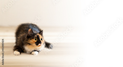 Advertising banner with three-color playful young cat lying on wooden floor and focused with curiosity looking away.