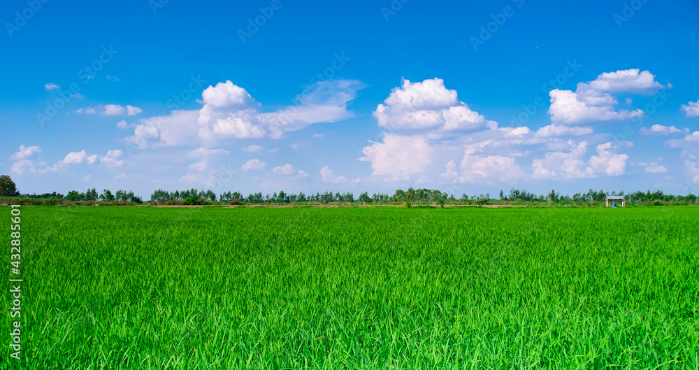 Obraz premium green grass and blue sky