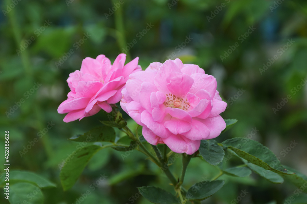 Pink rose Two beautiful flowers blooming. Roses represent true love.