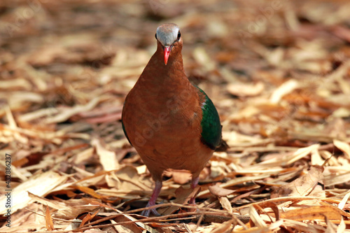 Green-winged Pigeon on the groundin nature. photo