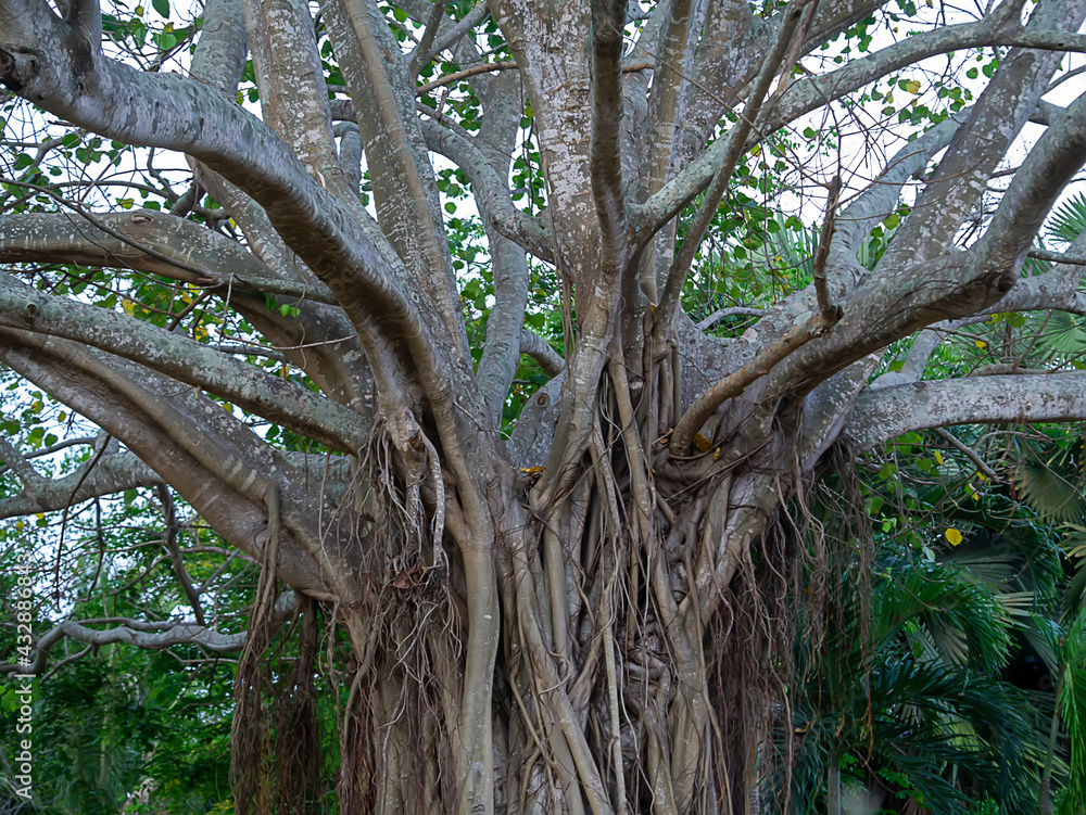 Fototapeta premium Large root of Bodhi tree with leaf on the ground.