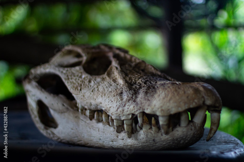 head of a crocodile © Fabricio