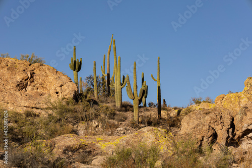 Saguaros on desert mountain