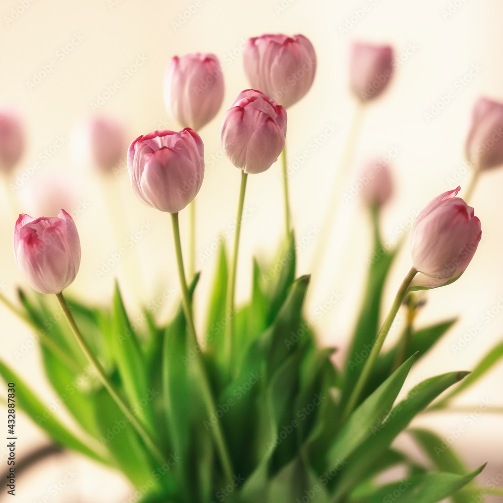 Naklejka premium Dutch pink/purple tulips in a vase