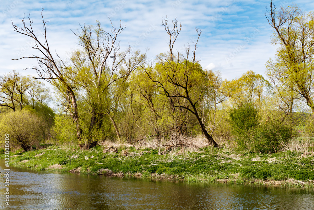 frisches Grün am Flussufer im Frühjahr, Naab, Waldnaab frisches Grün am Flussufer im Frühjahr, Naab, Waldnaab