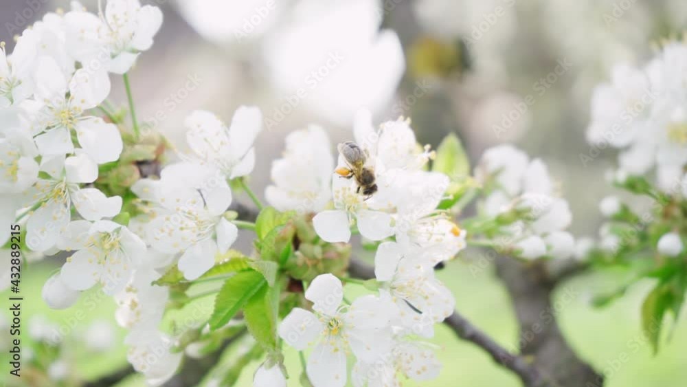Fruit Tree Branches with Blooming White Flowers in Spring. Honey Bee Collects Pollen from Flowers. 4k Footage Fruit Tree Branches with Blooming White Flowers in Spring. Honey Bee Collects Pollen from Flowers. 4k Footage