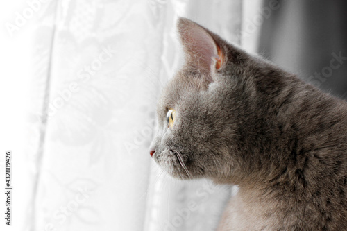 A very cute beautiful cat is sitting near the window. Purebred cat
