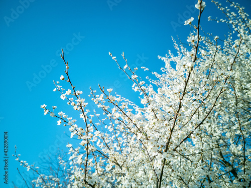 Spring cherry plum blossom. White flowers of blomming trees on blue sky background