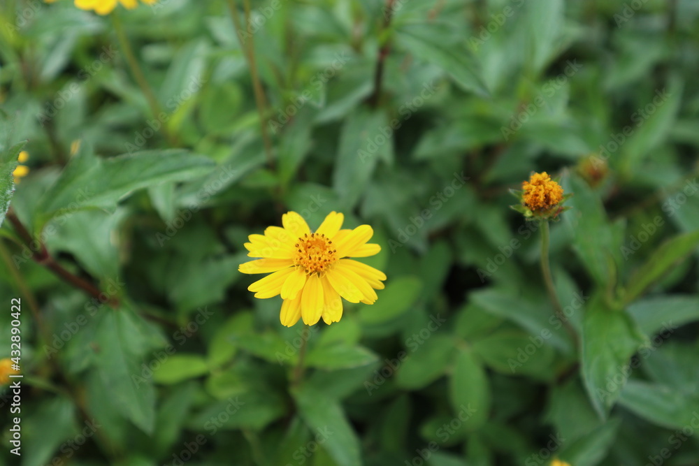 flores flores