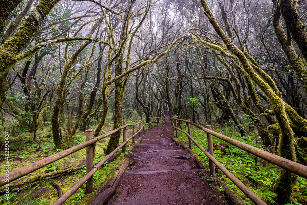 Lush laurisilva. Evergreen forest in Garajonay National Park, tourist footpath, La Gomera island, Spain.