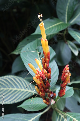 flor