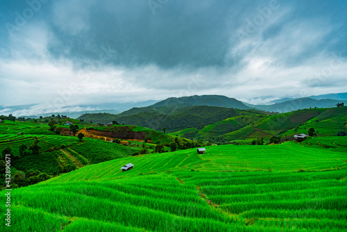  the rice field At papong pian house, Chiangmai,Thailand.