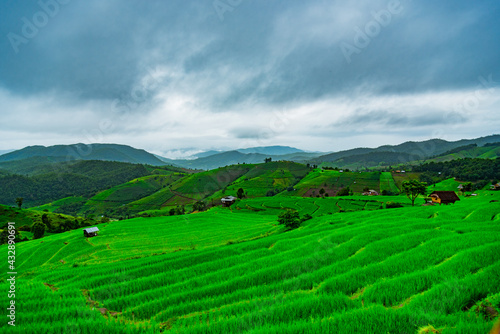  the rice field At papong pian house, Chiangmai,Thailand.