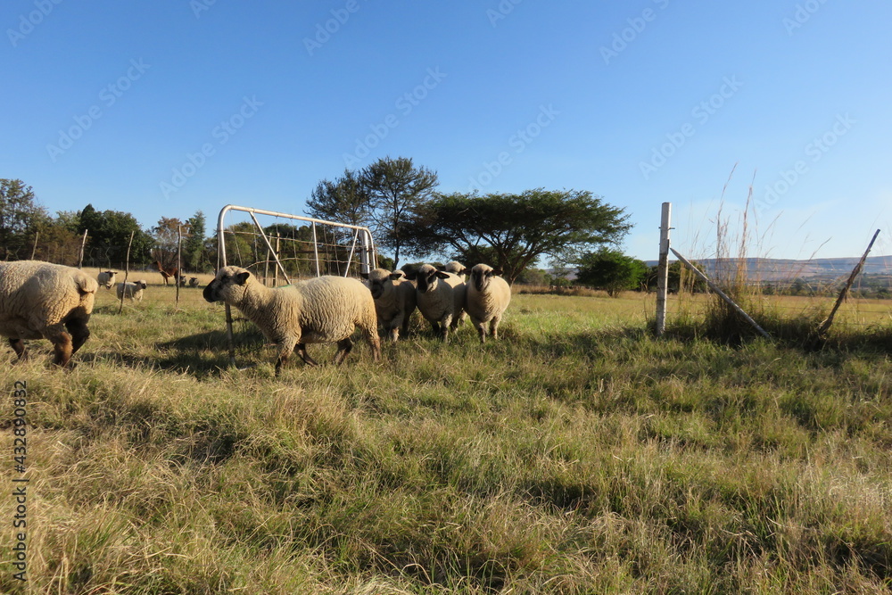 A herd of sheep walking on a green grass field through an open farm gate made from metal and wire, under a blue sky