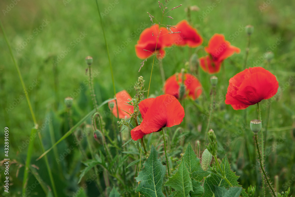 Beautiful red poppies in a green grass. Poppies field