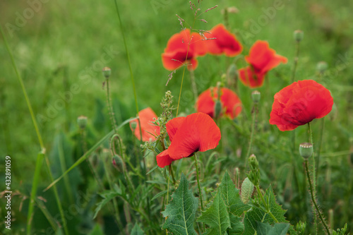 Beautiful red poppies in a green grass. Poppies field