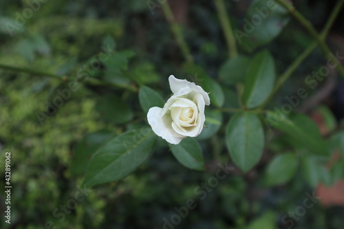flor