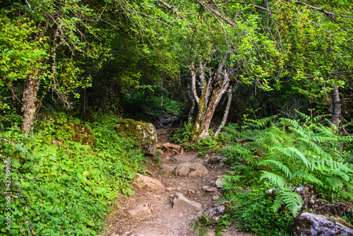 A scenic hiking trail through the dense forest.  Mountain hiking. Trekking in Mount Olympus. Greece. National Park.