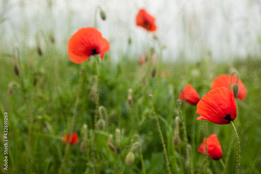 Beautiful red poppies in a green grass,close up. Focus on a red flower. Beautiful red poppies in a green grass,close up. Focus on a red flower.