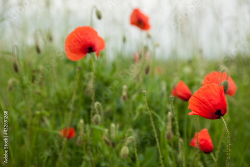 Beautiful red poppies in a green grass close up. Focus on a red flower.