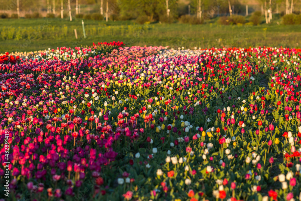 red and white tulips red and white tulips