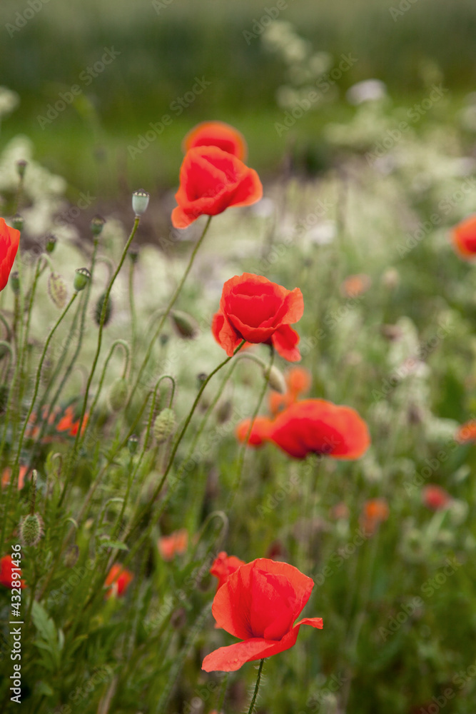 Beautiful red poppies in a green grass. Poppies field