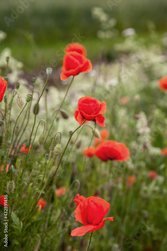 Beautiful red poppies in a green grass. Poppies field