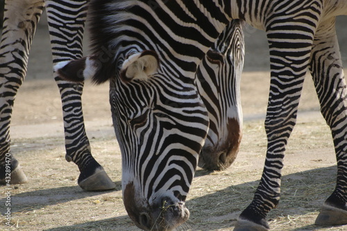 grasendes Zebra