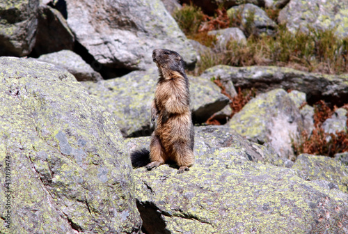 Une marmotte qui se tient debout