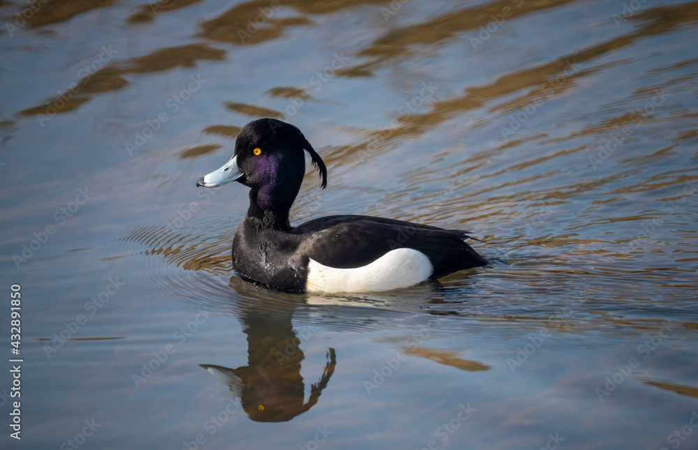 Closeup of a tufted duck on the nature reserve along the linth canal that flows into the Upper Zurich Lake (Obersee), St. Gallen, Switzerland Closeup of a tufted duck on the nature reserve along the linth canal that flows into the Upper Zurich Lake (Obersee), St. Gallen, Switzerland