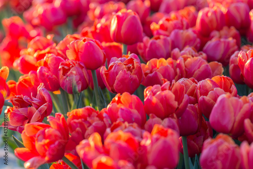 field of pink tulips