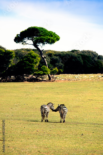 National park Brijuni