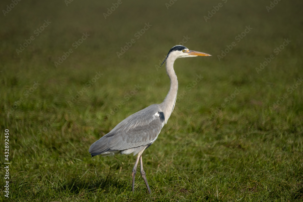 Grey Heron standing motionlessly while hunting for voles on a meadow among sheep near the shores of the upper Zurich Lake (Obersee), St, Gallen, Switzerland Grey Heron standing motionlessly while hunting for voles on a meadow among sheep near the shores of the upper Zurich Lake (Obersee), St, Gallen, Switzerland