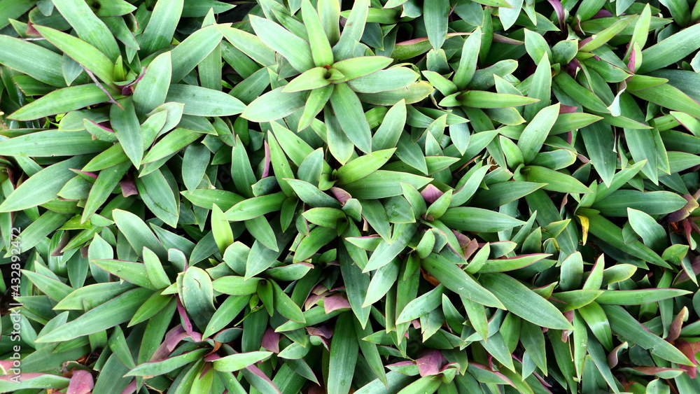 Fototapeta premium Tradescantia Spathacea Stearn (Moses in a Boat, Oyster Plant , White flowered Tradescantia) green and purple leaves background
