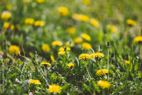 Field of yellow dandelions among the green grass