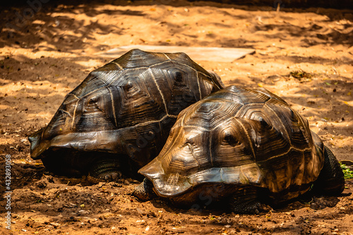 Two Aldabra giant tortoise Living At The Madras Crocodile Bank Trust and Centre for Herpetology, ECR Chennai, Tamilnadu, South India photo