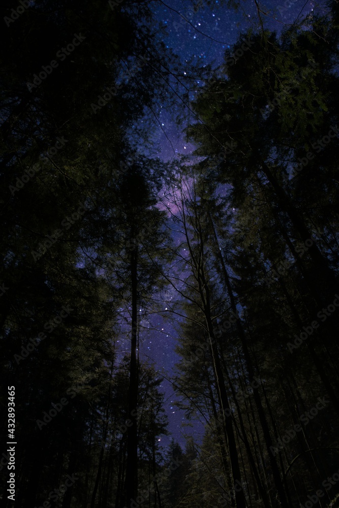 Naklejka premium Nachthimmer im Wald