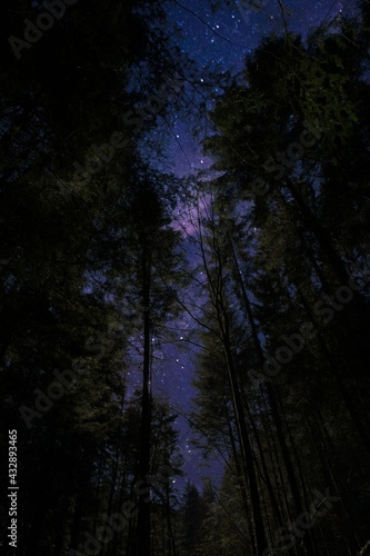 Nachthimmer im Wald