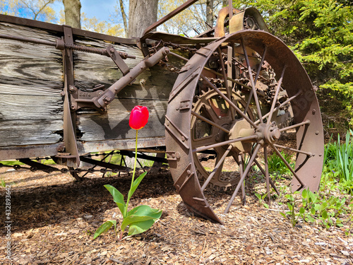 single red tulip by rusty farm wagon wheel photo