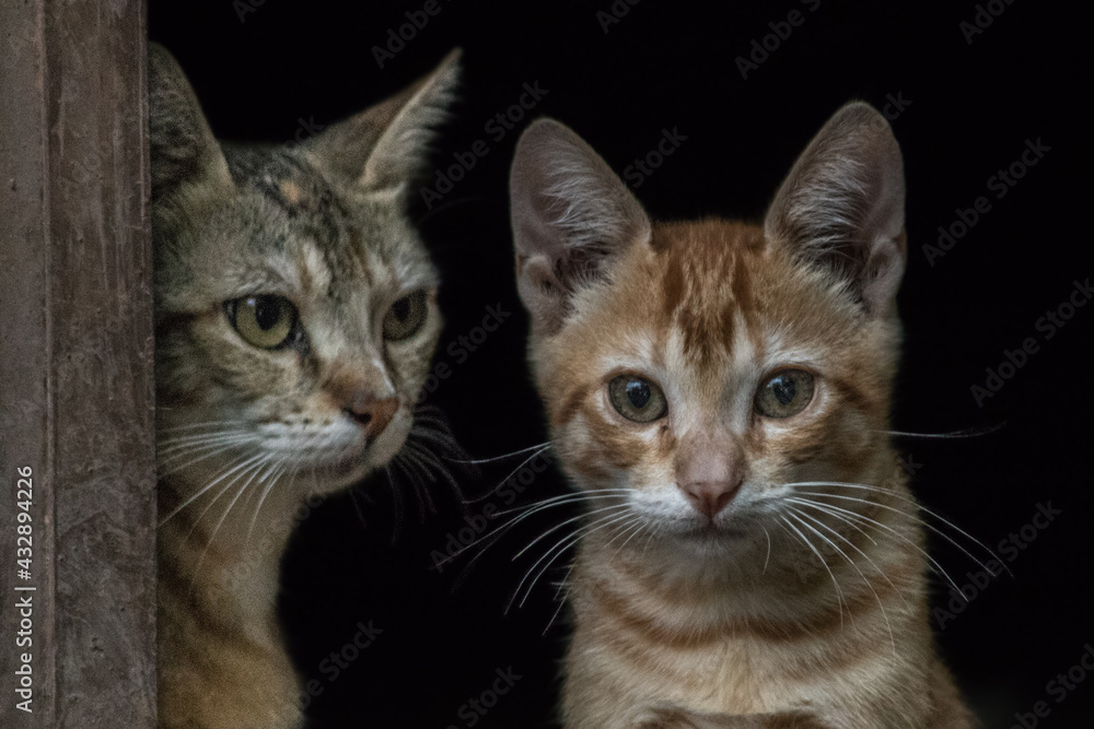 Cats Cats