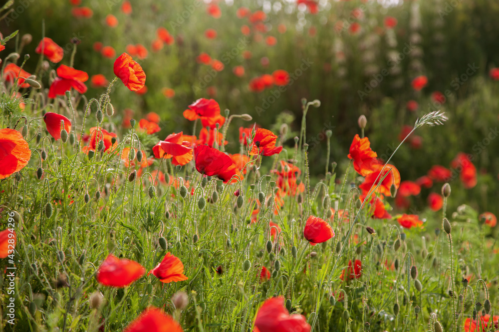 Red beautiful wild poppies in a fields in summer time Red beautiful wild poppies in a fields in summer time