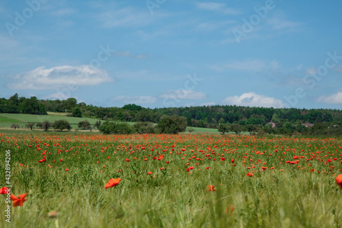 Red beautiful wild poppies in a fields in summer time