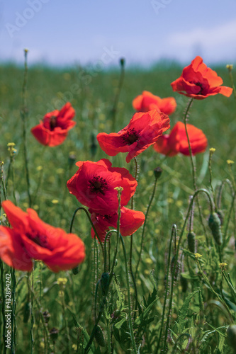Beautiful red poppies in a green grass and blue sky. Poppies field