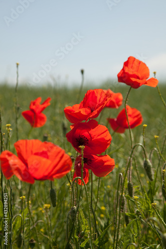 Beautiful red poppies in a green grass and blue sky. Poppies field