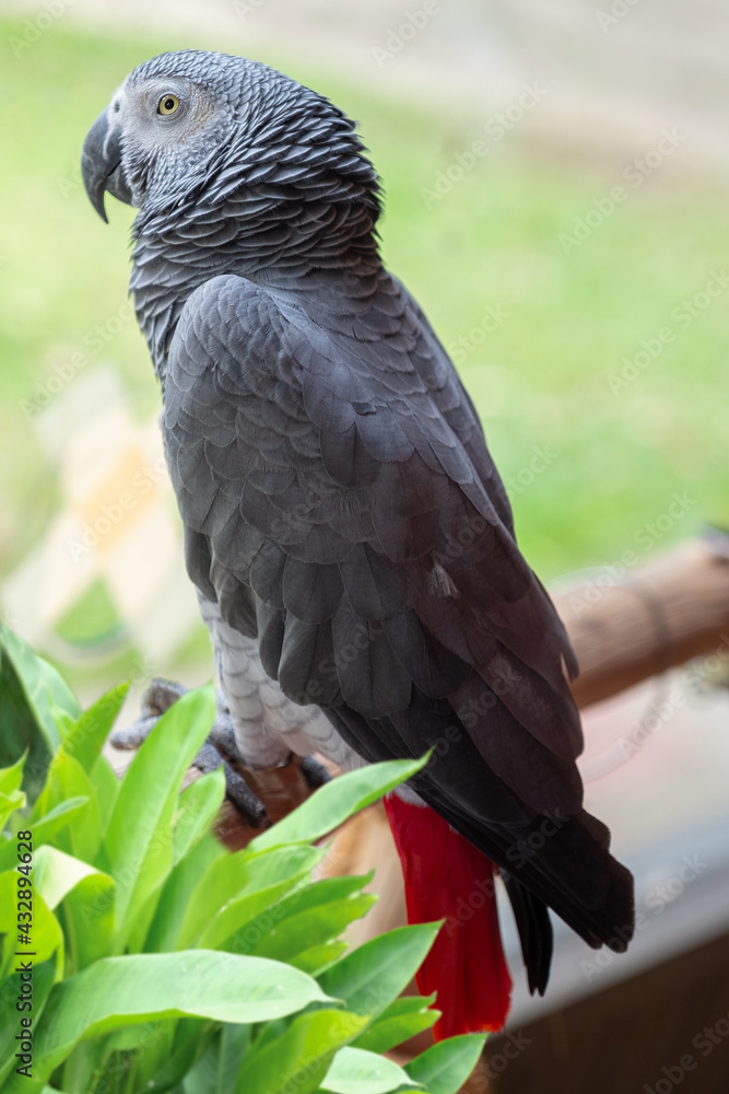 Beautiful African gray parrot with blurred background. Beautiful African gray parrot with blurred background.