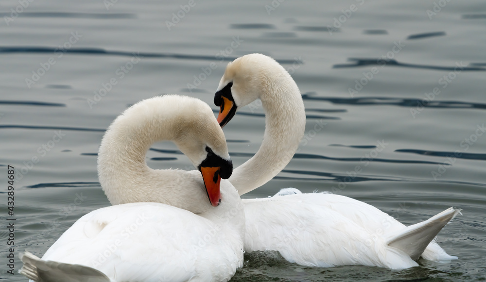 A swan elegantly relaxes during sunset on the shores of the Upper Zurich Lake (Obersee) near Rapperswil-Jona, St. Gallen, Switzerland