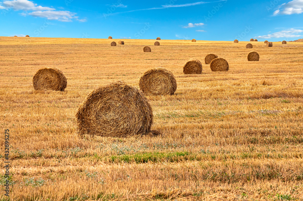 Hay bale. Scene with haystacks on the field. Beautiful landscape with stacked roll straw bales in end of summer - agriculture wheat harvest. Straw on the meadow..