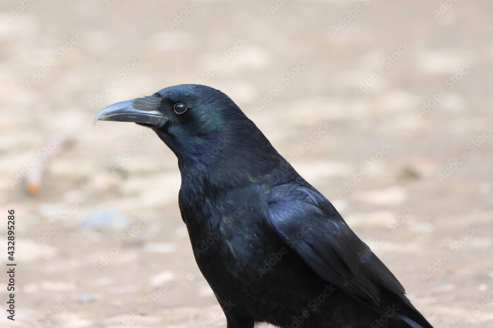 Portrait of a crow with a plain background Portrait of a crow with a plain background